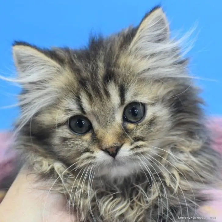 ID:2210-01931の子猫