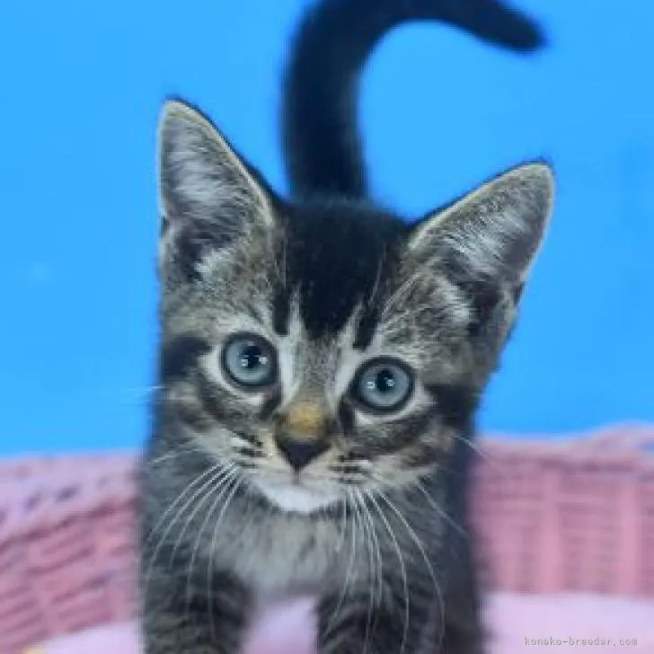 ID:2207-00771の子猫