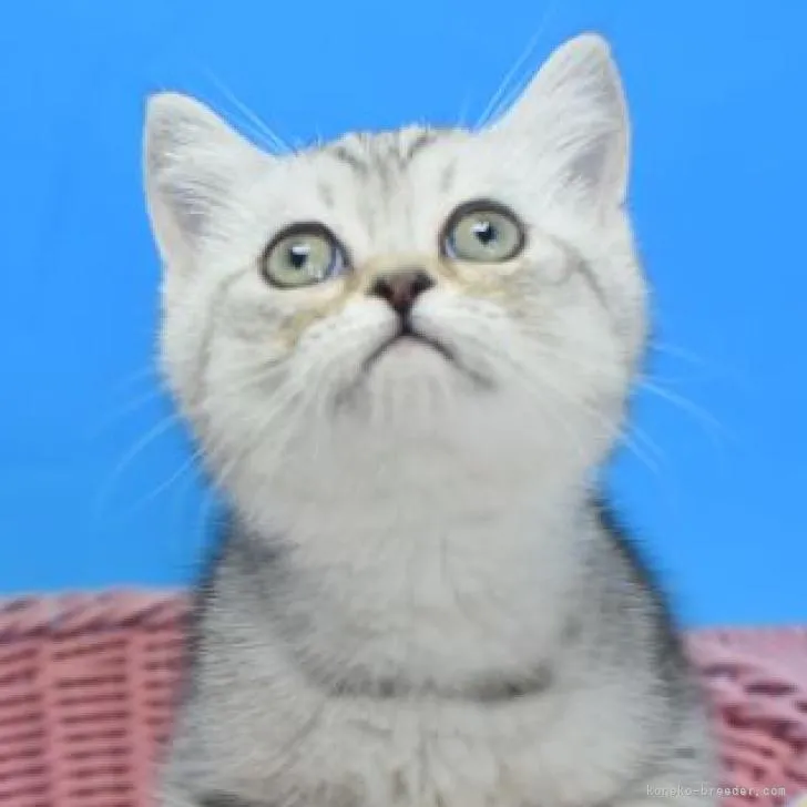 ID：2210-01098の子猫