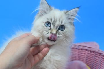 マンチカン(長足)【茨城県・女の子・2022年2月2日・シールリンクスポイント♪ ホワイト（ロングヘアー♪）】の写真「ブルーアイのレアカラー♪」