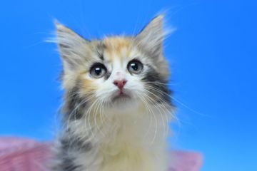 ノルウェージャンフォレストキャット【茨城県・女の子・2021年11月23日・キャリコ♪（ロング。）】の写真「毛吹きの良い兄妹です(⋈◍＞◡＜◍)。✧♡」