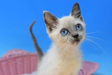 ロシアンブルーxマンチカンmix【茨城県・女の子・2021年7月17日・ブルーポイント♪（ショート。）】の写真「愛嬌抜群の女の子♪」