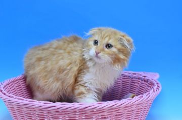 スコテッシュホールドMIXxマンチカン【茨城県・男の子・2020年2月22日・レッドタビー&ホワイト（折れ耳ロング♪）】の写真「折れ耳のロングヘアー♪」