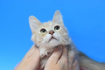 ソマリ【茨城県・男の子・2021年7月3日・フォーン（ロング）】の写真「ソマリの男の子」
