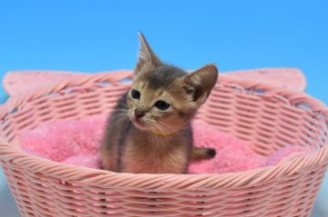 アビシニアン【茨城県・男の子・2019年9月5日・ブルー（ショート）】の写真「10/27迄♪父トリプルチャンピオン♪」