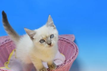 マンチカン(長足)【茨城県・男の子・2021年9月5日・ブルーポイント♪（ショート。）】の写真「ブルーアイ♪」