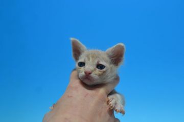 ラパーマ【茨城県・男の子・2018年12月24日・クリームタビー（ウェーブ）】の写真「父　ACC　ダブルチャンピオン　遺伝子検査済！」