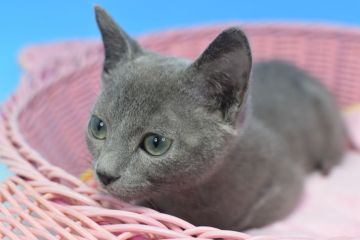 ロシアンブルー【茨城県・男の子・2021年11月1日・ブルー♪（ショート♪）】の写真「まだまだ赤ちゃん(⋈◍＞◡＜◍)。✧♡」