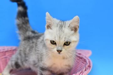 マンチカン(長足)【茨城県・男の子・2020年8月16日・シルバータビー♪（ショート♪）】の写真「かなりシルバーが強い子です♪」