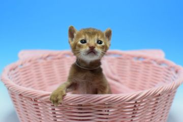 アビシニアン【茨城県・男の子・2019年4月1日・レッド（ショート）】の写真「父トリプルチャンピオン.　遺伝子検査済！」