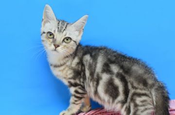 マンチカン(長足)【茨城県・女の子・2020年8月16日・シルバータビー（ショート♪）】の写真「かなりシルバーが強い子です♪」