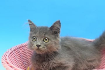 ミヌエット【茨城県・男の子・2021年5月25日・ブルー♪（ロング。）】の写真「もふもふ猫ちゃん♪」