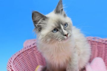 ラグドールxラグドールmix【茨城県・男の子・2021年9月25日・ブルーポイントミテッド♪（ロングヘアー♪）】の写真「もふもふ猫ちゃん」