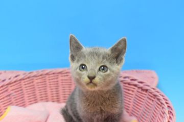 ロシアンブルー【茨城県・男の子・2021年8月25日・ブルー♪（ショート♪）】の写真「おすすめ(⋈◍＞◡＜◍)。✧♡」