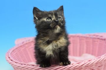 マンチカン(長足)【茨城県・女の子・2020年1月24日・トーティ♪（ショート♪）】の写真「サビ猫ちゃんです♪」