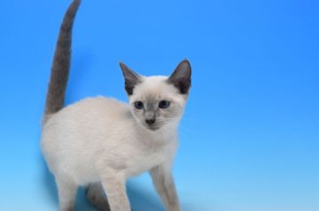 ロシアンブルー【茨城県・男の子・2019年7月4日・ブルーポイント♪（ショート）】の写真「甘えん坊のブルーポイント(⋈◍＞◡＜◍)。✧♡」