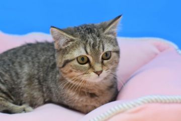 マンチカン(短足)【茨城県・女の子・2021年9月5日・ブラウンパッチドタビー♪（ショート。）】の写真「短足ちゃん♪」