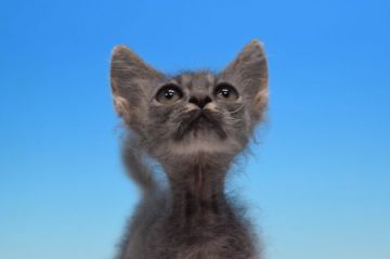 ラパーマ【茨城県・男の子・2019年8月4日・ブルータビー（ロングの巻き毛♪）】の写真「父ダブルチャンピオン♪」
