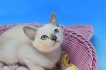 トンキニーズxロシアンブルーmix【茨城県・男の子・2021年8月7日・ブルーポイント♪（ショート♪）】の写真「コロコロな男の子♪」