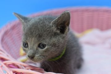 ロシアンブルー【茨城県・男の子・2021年2月22日・ブルー♪（ショート♪）】の写真「父ダブルチャンピオン♪」