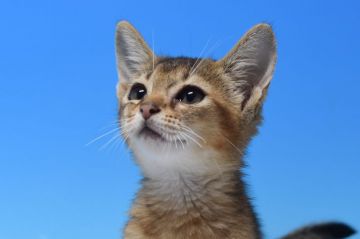 アビシニアン【茨城県・男の子・2019年5月15日・ルディ（ショート）】の写真「父トリプルチャンピオン　」