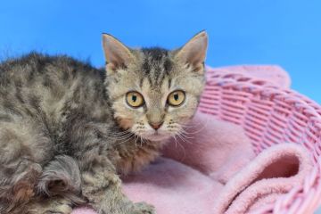 セルカークレックス【茨城県・男の子・2020年10月20日・ブラウンタビー（ショートの巻き毛♪）】の写真「むちむちボディ♪」