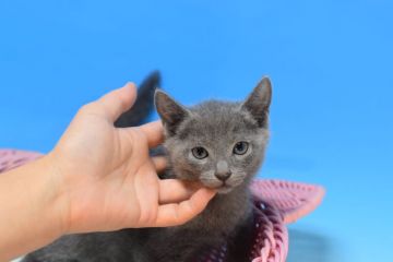 ロシアンブルー【茨城県・男の子・2021年7月15日・ブルー♪（ショート。）】の写真「父ダブルチャンピオン♪」