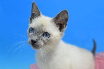 ロシアンブルー【茨城県・男の子・2021年11月1日・ブルーポイント♪（ショート♪）】の写真「まだまだ赤ちゃん(⋈◍＞◡＜◍)。✧♡」