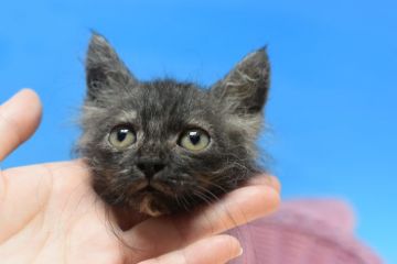 ラパーマ【茨城県・女の子・2021年8月8日・ブラックスモーク♪（巻き毛のショートヘア。）】の写真「父ダブルチャンピオン♪」