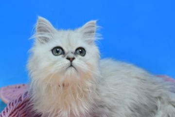 ペルシャ【茨城県・男の子・2021年9月23日・シェーテッドシルバー♪（ロング♪）】の写真「お得な年末企画(=^・・^=)」
