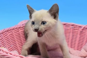 ロシアンブルー【茨城県・男の子・2020年1月22日・ブルーポイント♪（ダブルコート。）】の写真「美男子確定！？(⋈◍＞◡＜◍)。✧♡」