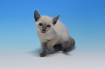 ロシアンブルー【茨城県・女の子・2019年7月4日・ブルーポイント（ショート）】の写真「ブルーポイントです♪」