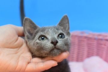 ロシアンブルー【茨城県・男の子・2021年7月15日・ブルー♪（ショート♪）】の写真「一番元気な子です♪」