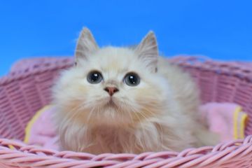 マンチカン(短足)【茨城県・男の子・2021年9月5日・クリームタビー♪（ロング。）】の写真「短足ちゃん♪」
