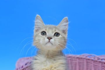 ソマリ【茨城県・男の子・2021年9月23日・フォーン♪（ロング♪）】の写真「父ベビーチャンピオン♪」