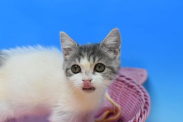 マンチカン(長足)【茨城県・女の子・2021年9月1日・ブラウンタビー&ホワイト♪（ショート）】の写真「おっとり猫ちゃん(⋈◍＞◡＜◍)。✧♡」
