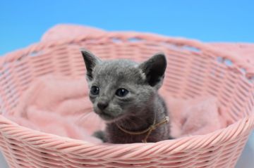 ロシアンブルー【茨城県・女の子・2019年5月11日・ブルー（ショート）】の写真「更に値下げしました❗可愛い女の子🎵」