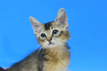 ソマリ【茨城県・男の子・2021年7月27日・ルディ♪（ロング。）】の写真「父ベビーチャンピオン♪」