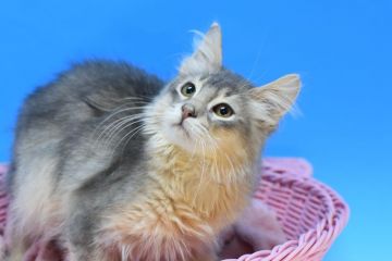 ソマリxアビシニアンmix【茨城県・男の子・2020年11月1日・ブルー♪（ロングヘアー）】の写真「もふもふ猫ちゃん(⋈◍＞◡＜◍)。✧♡」