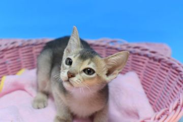 アビシニアン【茨城県・女の子・2021年8月5日・ブルー♪（ショート♪）】の写真「父トリプルチャンピオン♪」