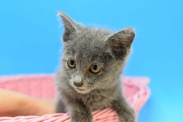 ロシアンブルー【茨城県・男の子・2021年1月15日・ブルー♪（ショート♪）】の写真「父ダブルチャンピオン♪」
