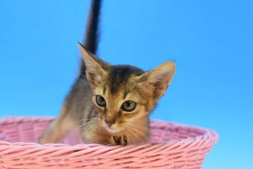 アビシニアン【茨城県・男の子・2020年8月30日・ルディ♪（ショート♪）】の写真「愛嬌抜群の元気な子♪」
