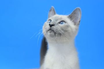 ロシアンブルー【茨城県・男の子・2021年10月29日・ブルーポイント♪（ショート♪）】の写真「ブルーーポイント(⋈◍＞◡＜◍)。✧♡」