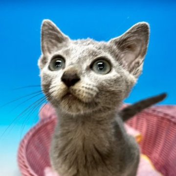 ロシアンブルー【茨城県・女の子・2023年7月2日・ブルー】の写真「父ダブルチャンピオン」