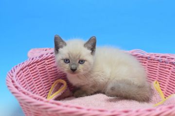 ロシアンブルーxマンチカン♪【茨城県・男の子・2020年6月5日・ブルーポイント。（ショート♪）】の写真「丸いお顔がキュートな男の子♪」