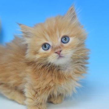 マンチカン(短足)【茨城県・男の子・2022年11月11日・レッドタビー（ロング♪）】の写真「動画更新しました(⋈◍＞◡＜◍)。✧♡」