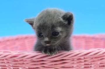 マンチカン(短足)【茨城県・男の子・2020年2月7日・ブルー♪（ショートのダブルコート♪）】の写真「ロシアンブルーのグリーンアイ予想♪」