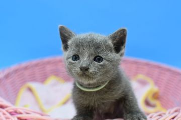 ロシアンブルー【茨城県・男の子・2021年2月22日・ブルー♪（ショート♪）】の写真「父ダブルチャンピオン♪」