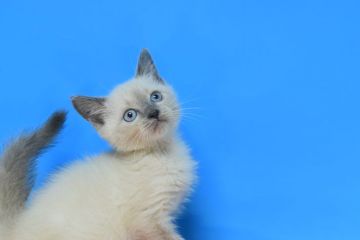 ロシアンブルーxマンチカンmix【茨城県・女の子・2021年8月14日・ブルーポイント♪（ショート。）】の写真「愛嬌抜群の女の子♪」