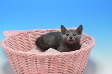 ロシアンブルー【茨城県・男の子・2019年6月20日・ブルー（ショート）】の写真「母　チャンピオン」